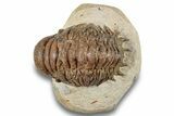 Detailed Crotalocephalina Trilobite - Atchana, Morocco #254513-3